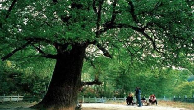 光绪父亲墓前种了两颗白果树,背后有什么含义? 光绪父亲墓前种了两颗白果树,背后有什么含义?