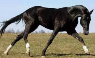 张骞为什么要出使西域?出使西域有什么作用和影响? 张骞为什么要出使西域?出使西域有什么作用和影响?