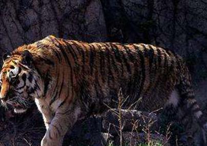 卧龙和凤雏作为三国数一数二的大谋士 司马懿的绰号到底叫什么