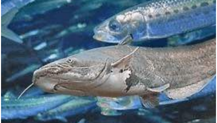 鲶鱼效应最初来自于渔民的故事,与挪威人有着什么关系?