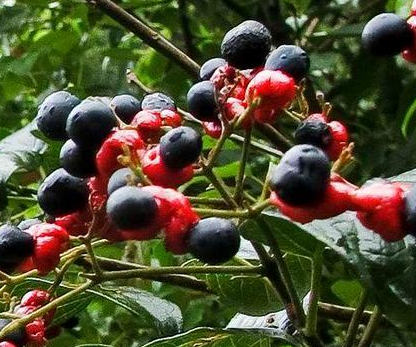 1646892667699451.png image.png