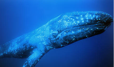 灰鲸的生活环境是怎样的?为何被列为国家二级保护动物?