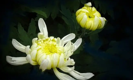 根据史书典籍记载,古人最初是以什么为目的栽培菊花的?